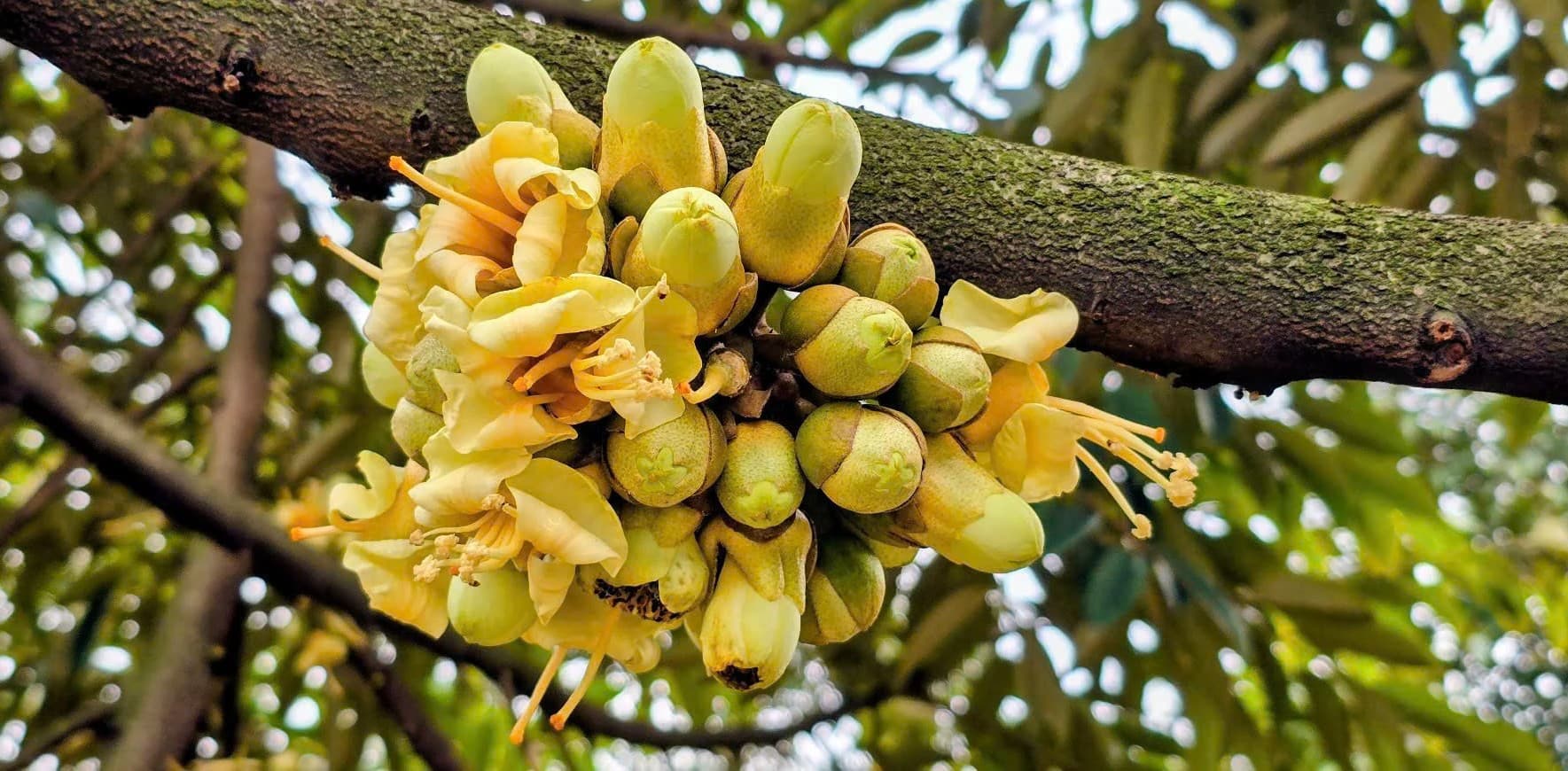 3 “lợi thế vàng” giúp nông dân Tây Ninh làm giàu với “cây tỷ đô”, đó là 3 lợi thế gì?