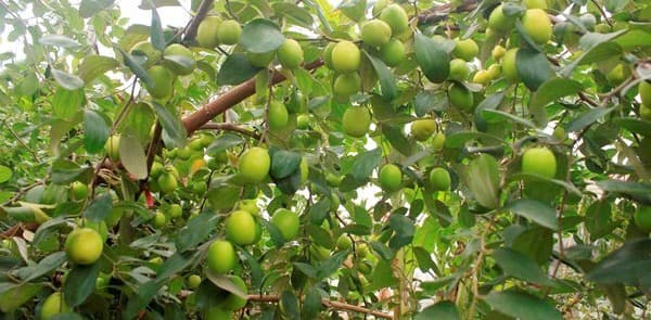 Bón phân cho cây táo tỷ lệ chữ 'V' để đạt năng suất cao