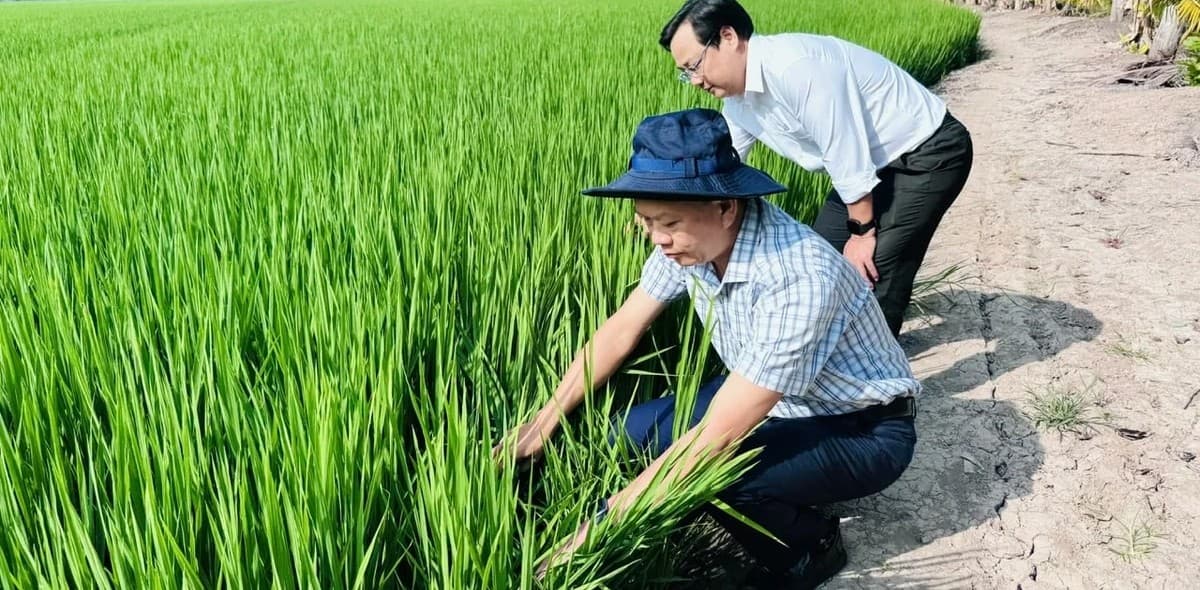 Đề án 1 triệu hecta lúa: Đi đúng hướng, kết quả tích cực