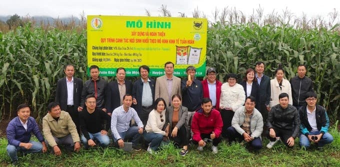 Hiệu quả từ mô hình trồng ngô sinh khối tại Mộc Châu