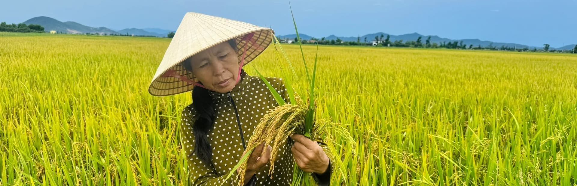 Khẩn trương đưa lúa về nhà trước mưa bão