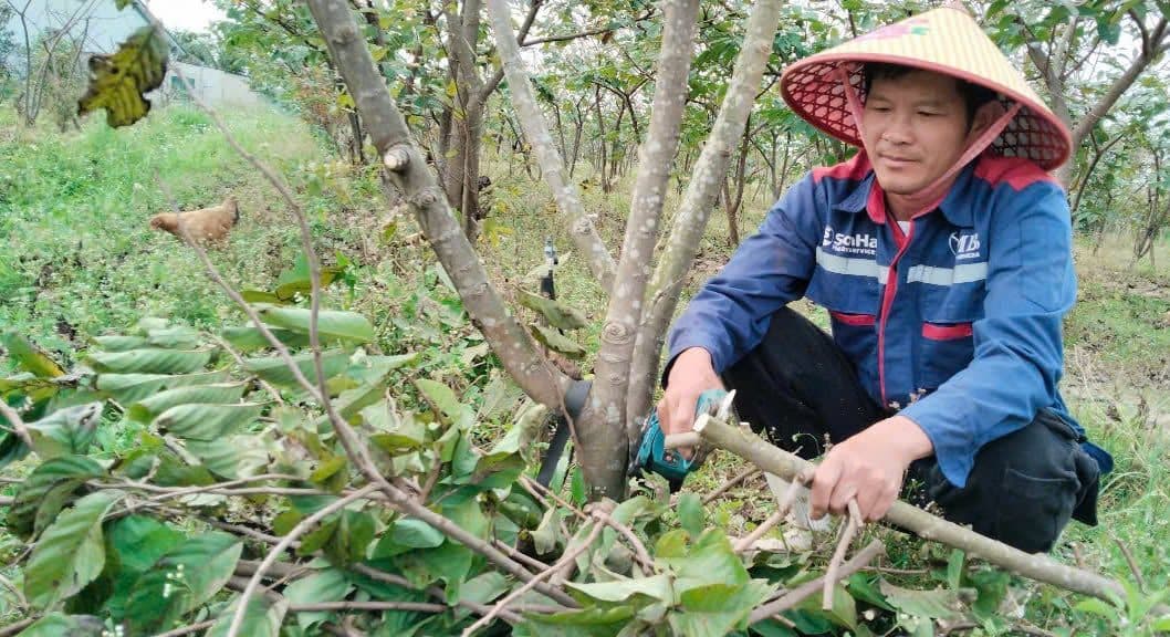 Trồng na 'không làm phiền đất