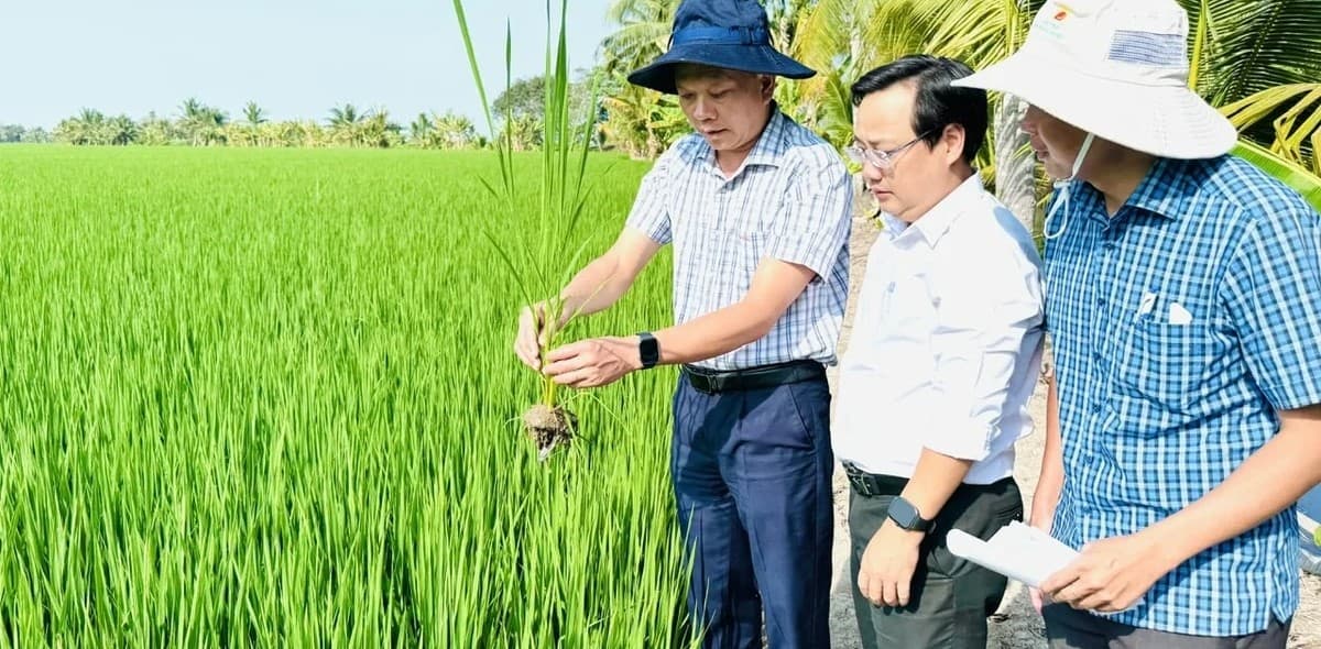 Tự tin vụ lúa đông xuân