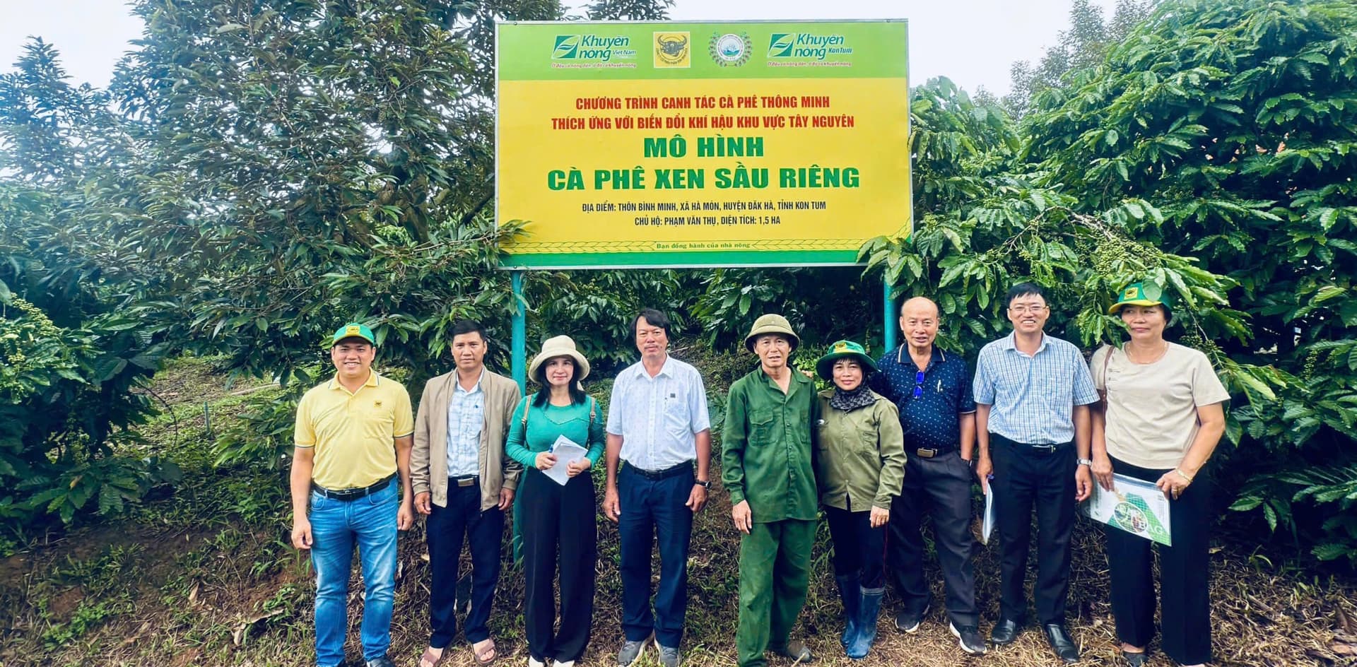 Sầu riêng xen cà phê: Bón phân đúng cho cả hai cây, lãi tăng gần 25%