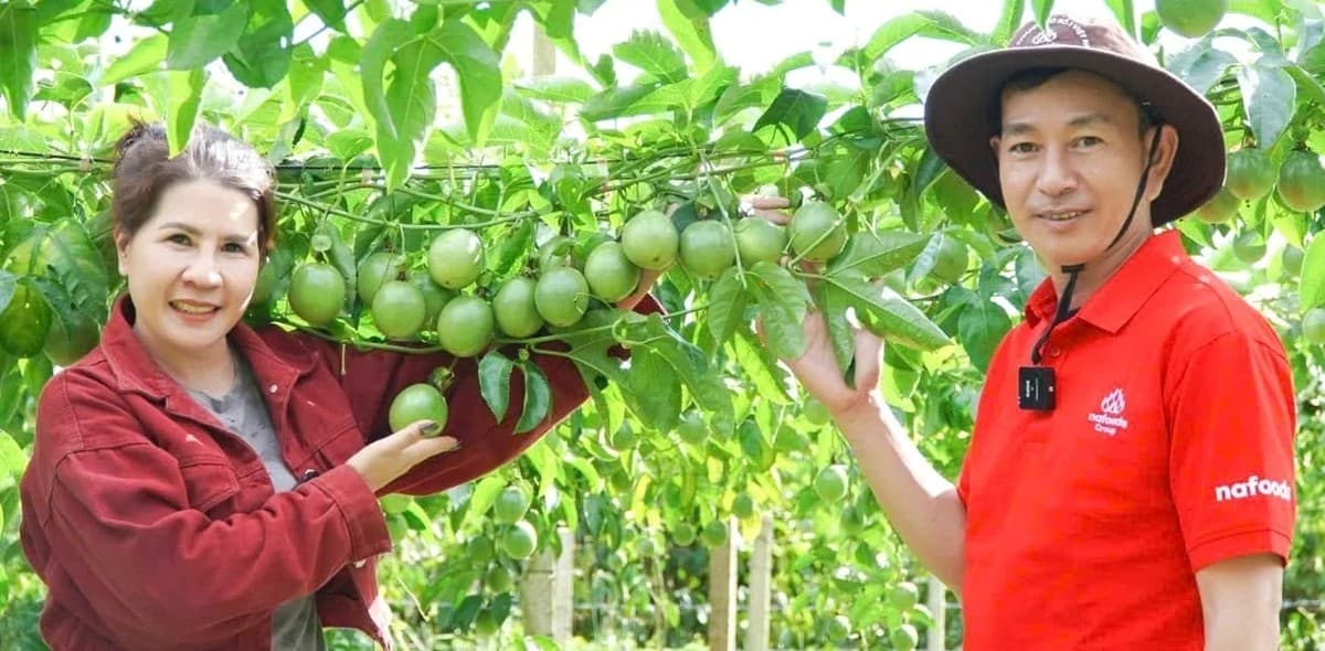 Phát triển vùng nguyên liệu bền vững các nông sản chủ lực