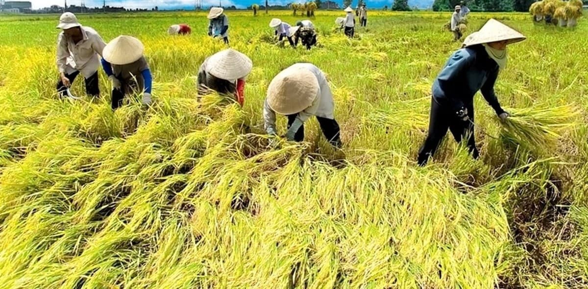 'Cách mạng' khuyến nông: Hiện đại hóa toàn diện để phụng sự nhân dân