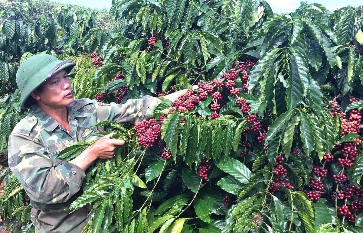 Sức sống mới các hợp tác xã nông nghiệp ở Quảng Ngãi