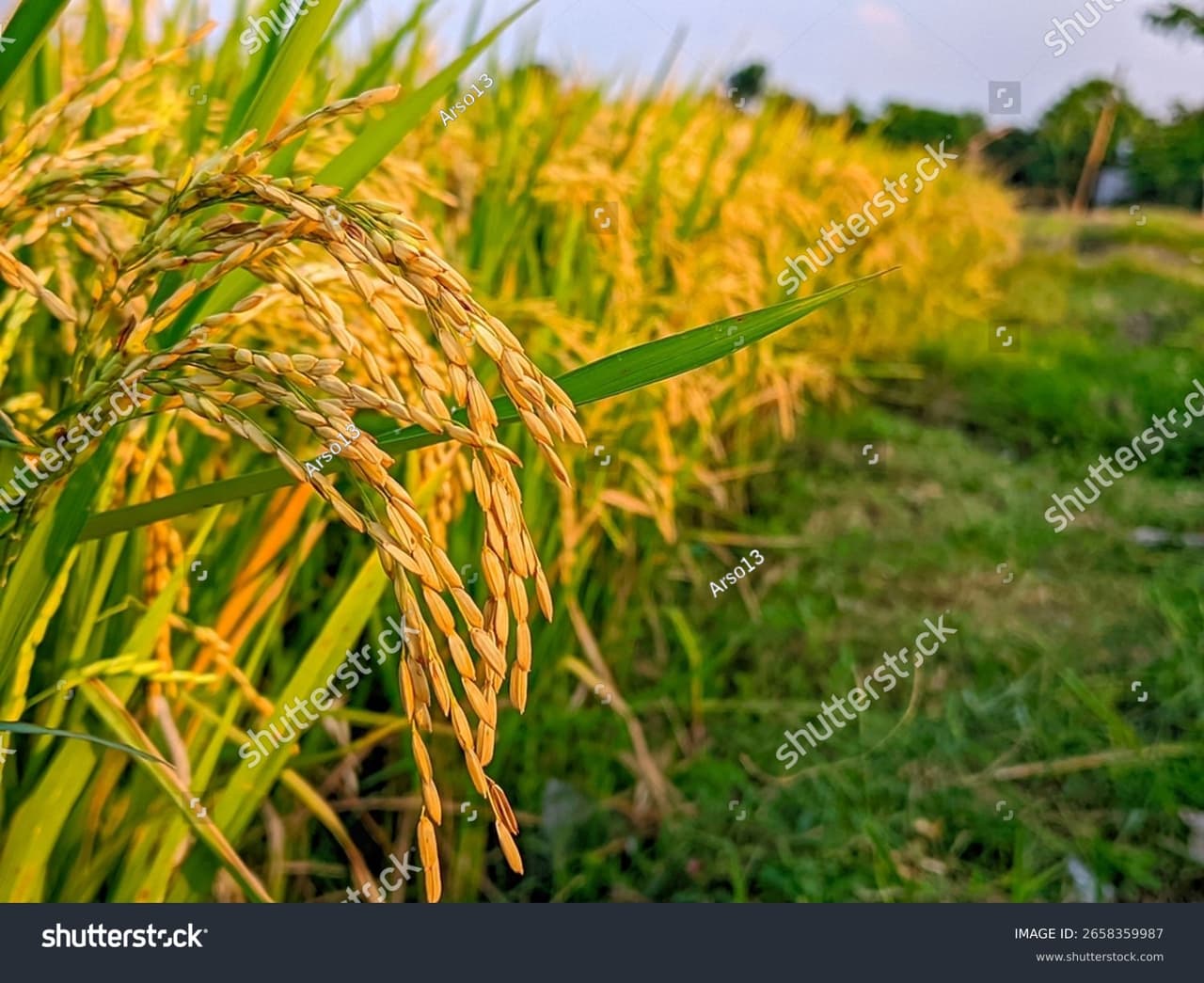 Bông lúa chín trên cánh đồng