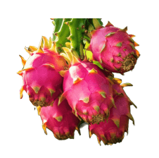 ឈើហូបផ្លែ