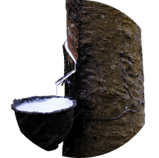 ដំណាំឧស្សាហកម្ម