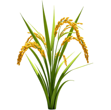 ស្រូវ