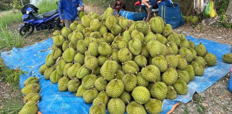 Giải quyết điệp khúc giá trái cây "nhảy múa" thất thường ở Đồng bằng sông Cửu Long