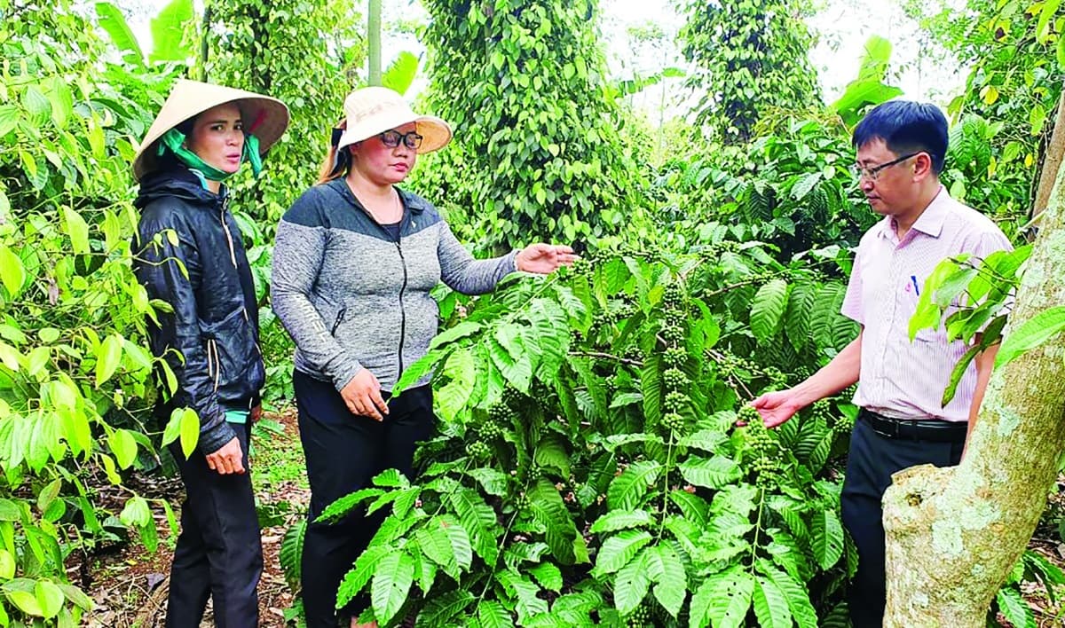 Cây hồ tiêu Tây Nguyên hồi sinh bền vững