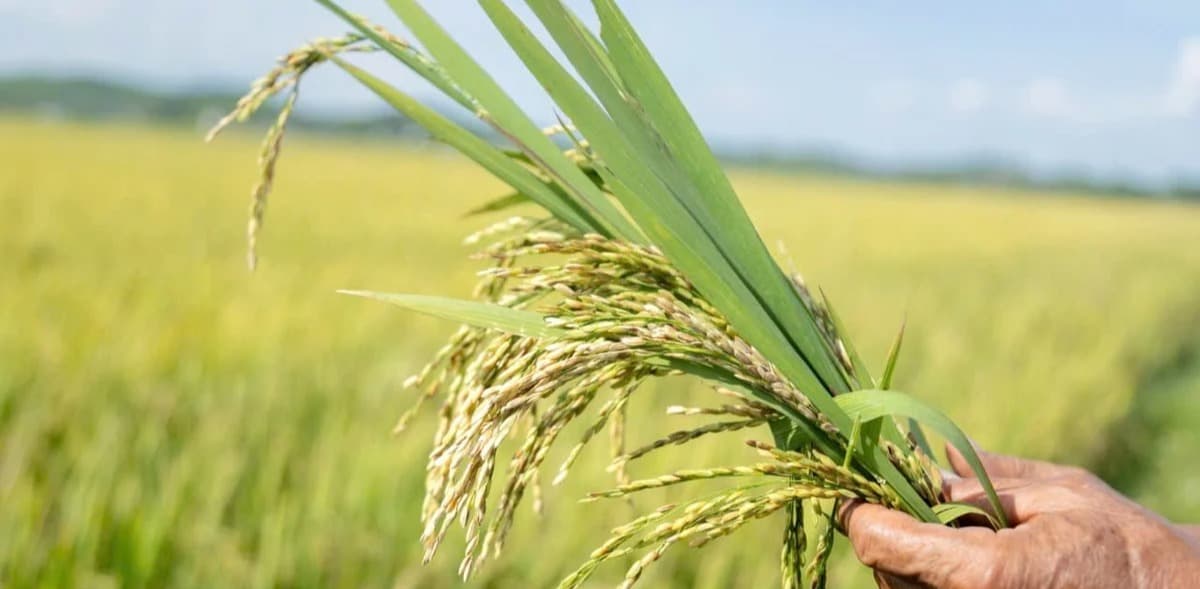 Nghệ An: Một vụ hè thu buồn