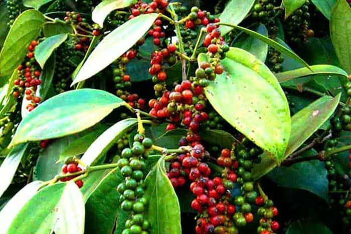 Bản tin nông sản hôm nay (21-8): Giá cà phê đồng loạt tăng mạnh
