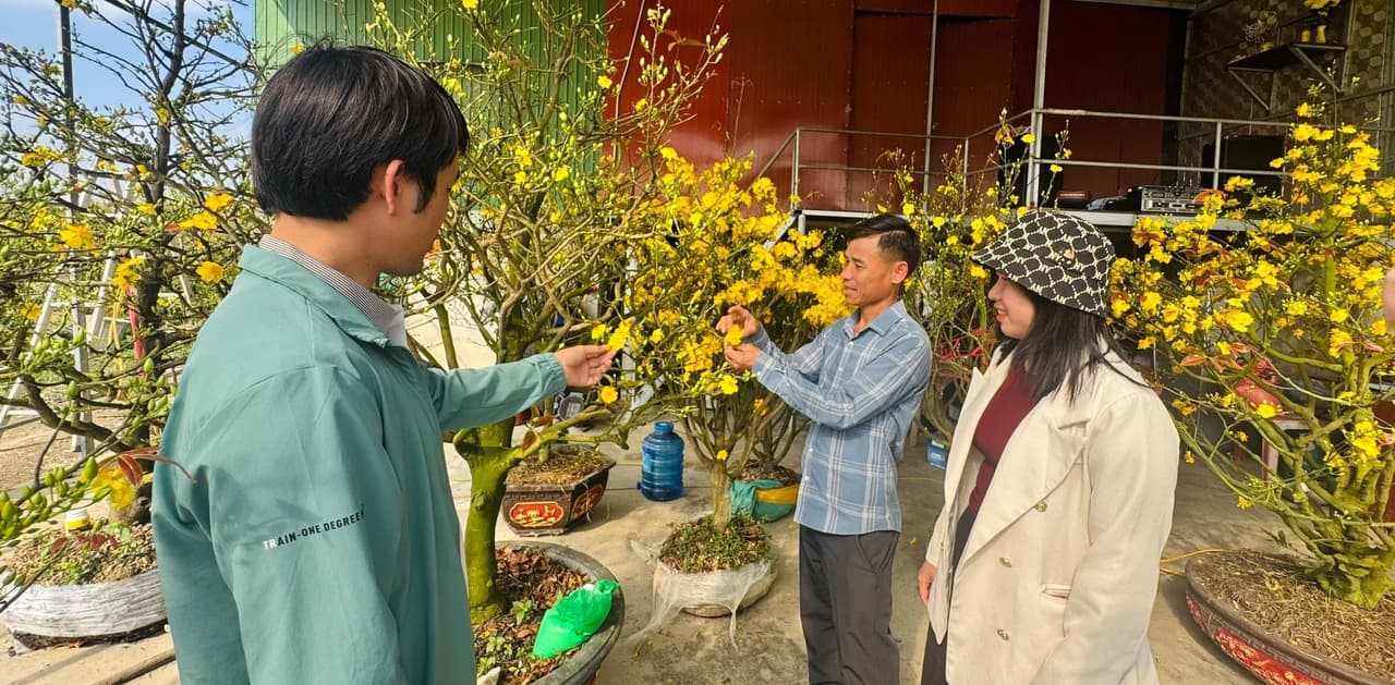 Vượt thời tiết bất lợi, người trồng hoa giữ vững vụ Tết