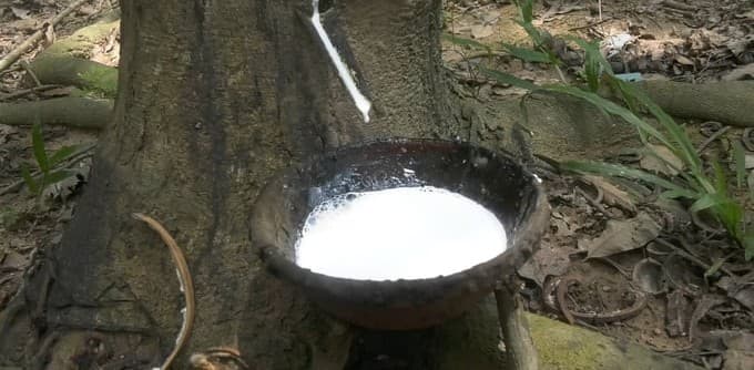 Lưu ý khi bón phân nâng cao chất lượng mủ cao su vào cuối mùa mưa