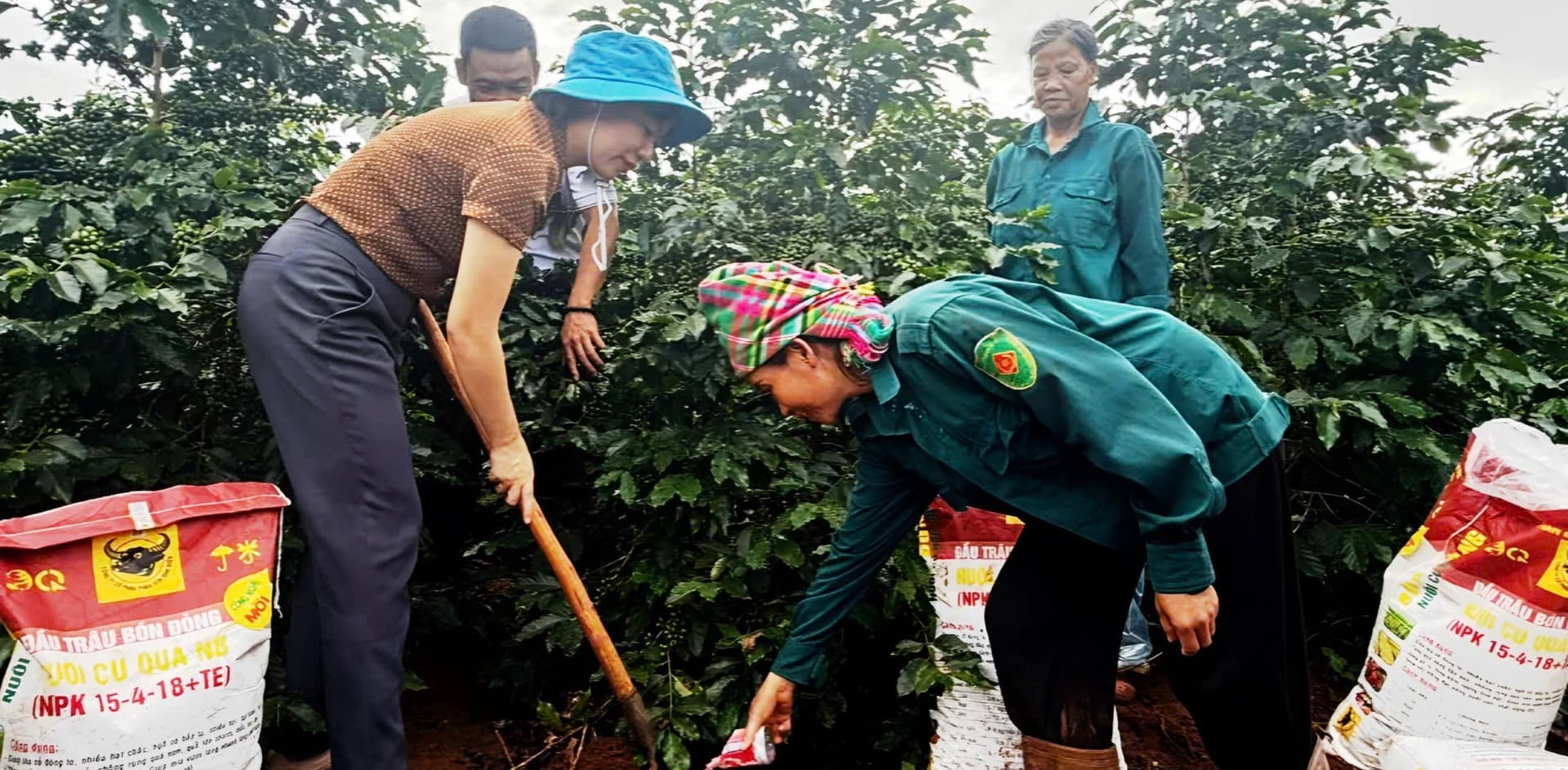 Cà phê Arabica Sơn La sung sức nhờ quy trình canh tác thông minh