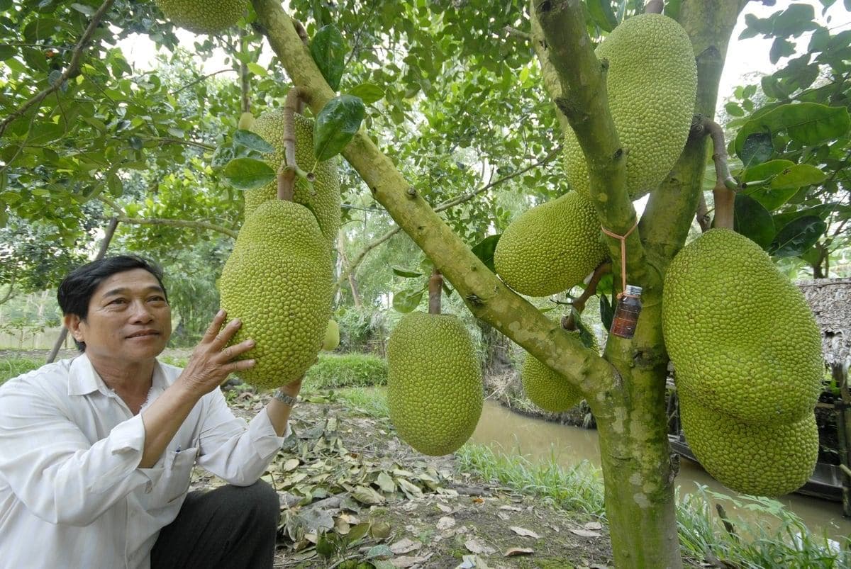 Chuyển đổi cây trồng trên đất lúa, thu nhập tăng gấp 3-5 lần
