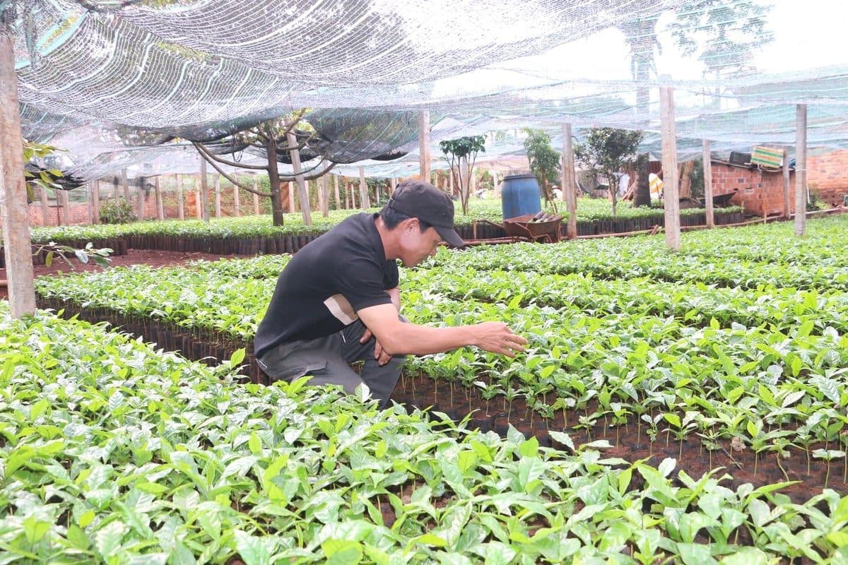 Rộn ràng mùa xuống giống cà phê
