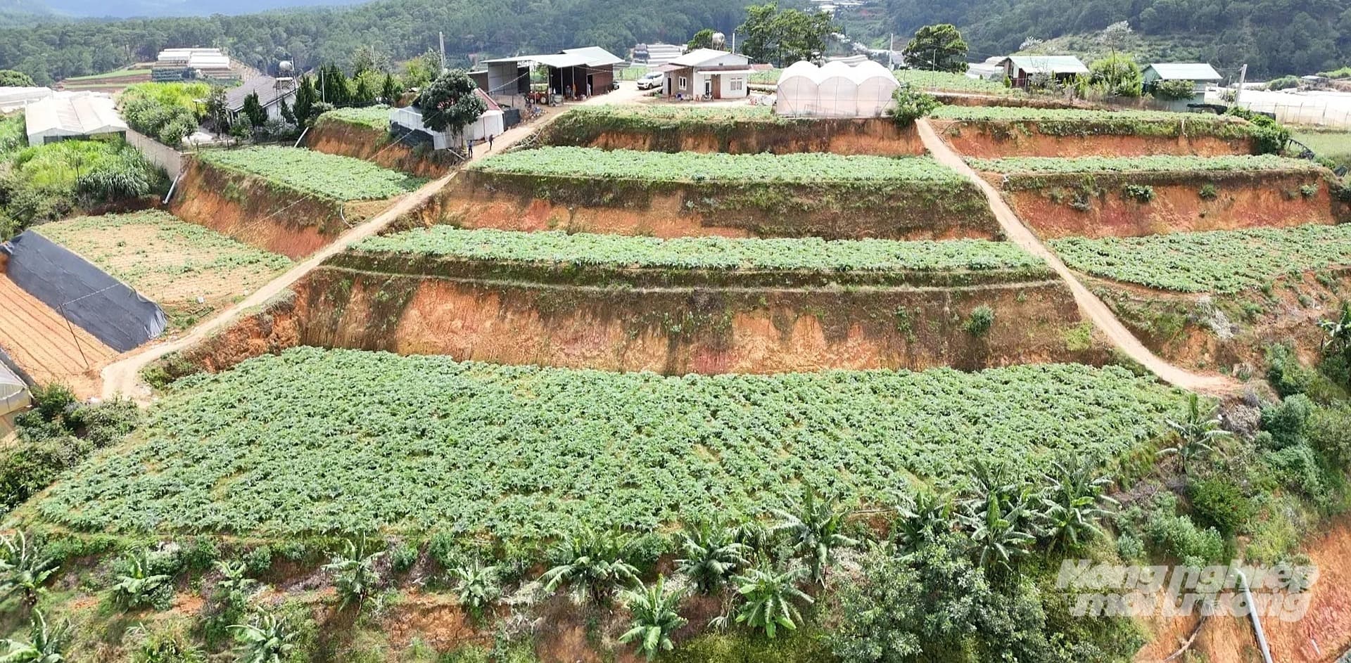 Đa giá trị từ cây atiso