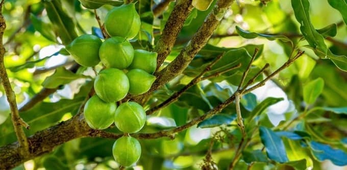 Chăm sóc cây mắc ca sau thu hoạch