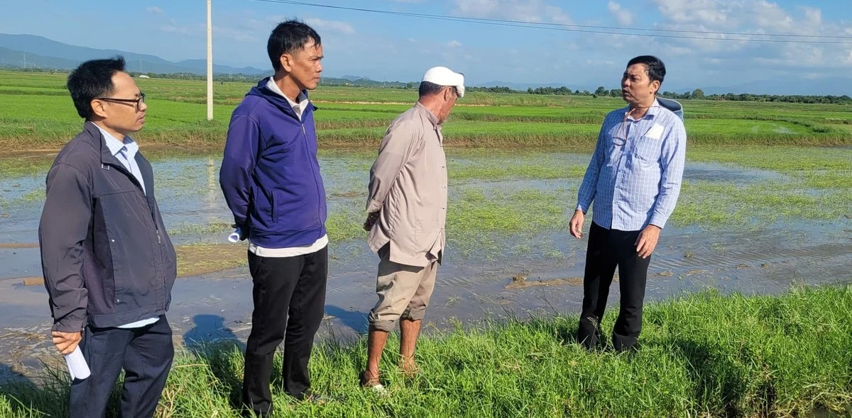 Khánh Hòa tập huấn quản lý sâu bệnh và khôi phục cây trồng sau lũ