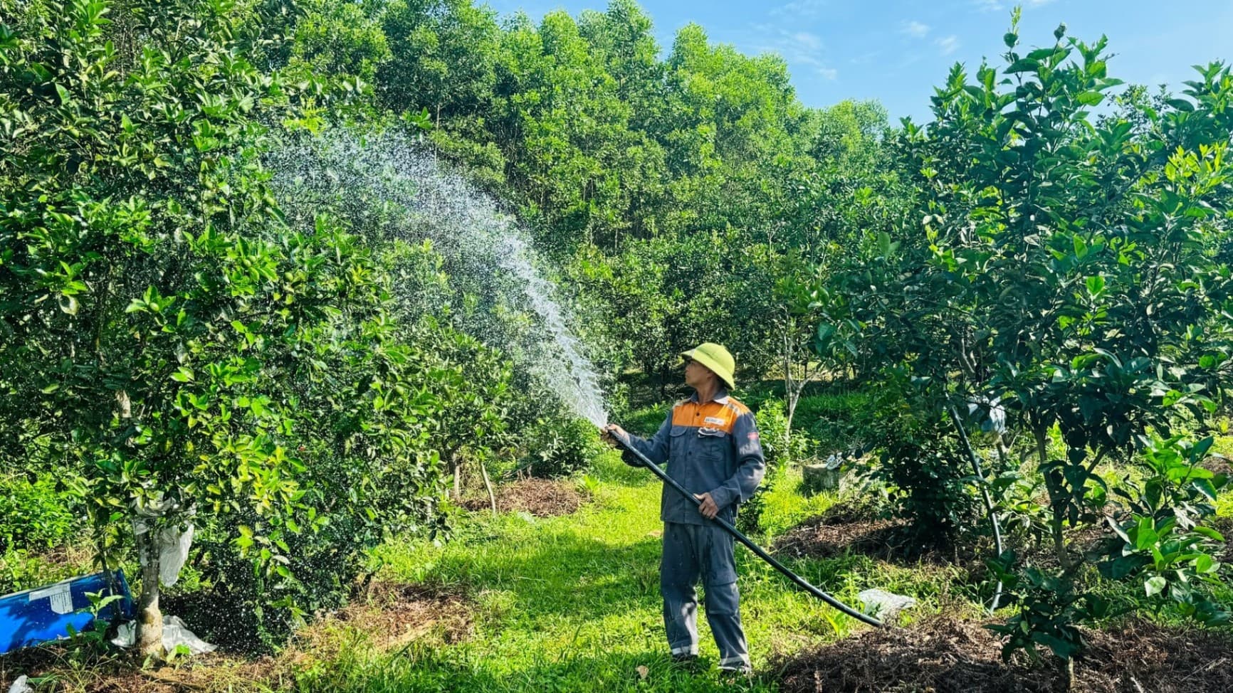 Nông dân tìm cách 'giải nhiệt' cho cây ăn quả