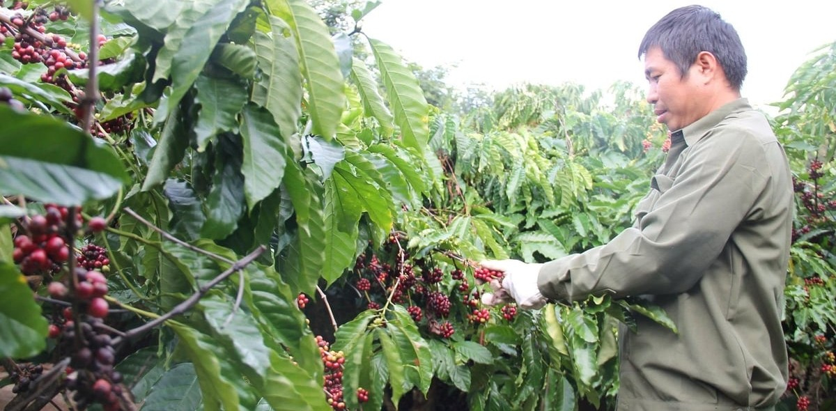 Nam Trung bộ, Tây Nguyên giảm diện tích nhưng tăng mạnh sản lượng cây công nghiệp