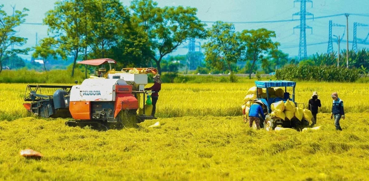 Đà Nẵng: Đến 2050, 100% diện tích trồng trọt áp dụng giảm phát thải