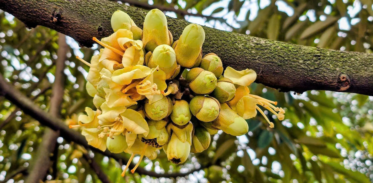 3 “lợi thế vàng” giúp nông dân Tây Ninh làm giàu với “cây tỷ đô”, đó là 3 lợi thế gì?