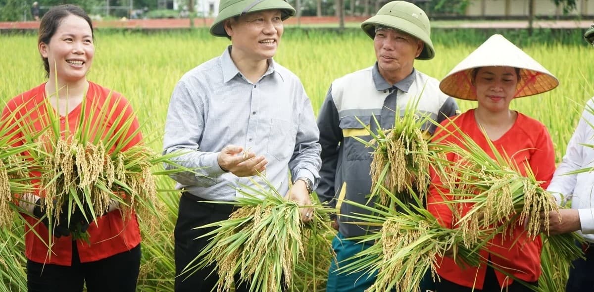Quảng Ninh thí điểm trồng lúa giảm phát thải